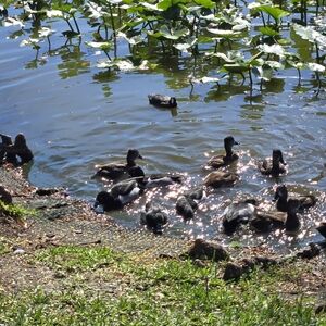 Hightower platform vans